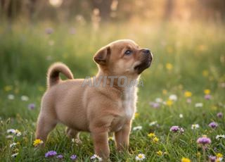 Pinscher Nain - très petite taille
