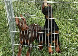 chiot femelle doberman pedigree