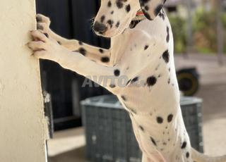 dalmatien femelle