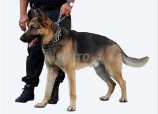 خدمات الحراسة والمراقبة