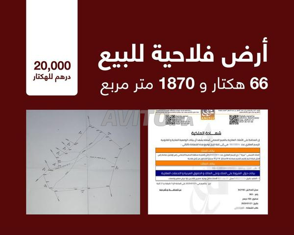 فرصة استثمارية، أرض فلاحية محفظة 66 هكتار - 2
