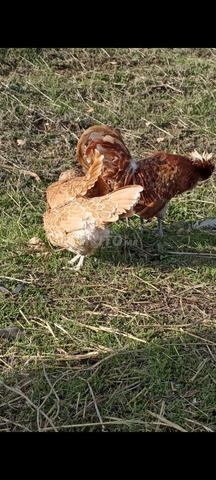 متوفر بيض مخصب بادو شامو - 2