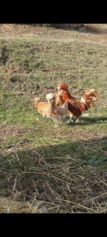 متوفر بيض مخصب بادو شامو