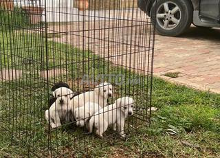 لابرادور جرو