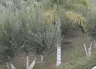 Oliviers de 15 ans à vendre