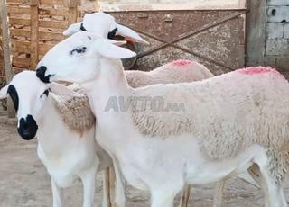 Bonjour, il y a 30 brebis gravides à vendre