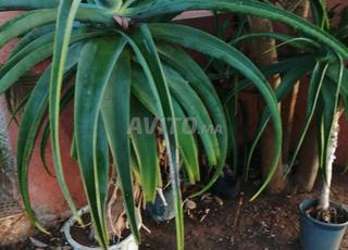 Plantes ornementales