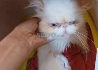 Chat personne femelle à vendre