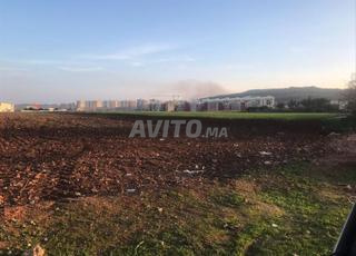 ترايم في عين النوكبي