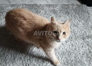 Chat mâle à donner – adoption