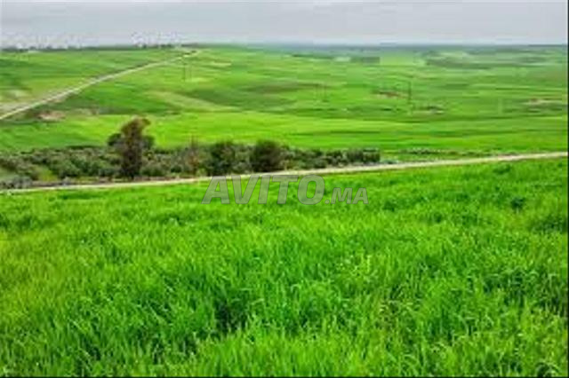 أرض فلاحية 15 هكتار محفظة