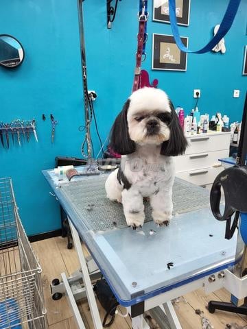 Toilettage professionnel pour vos animaux