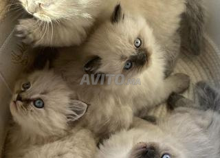 قطة سيامي راغدول صغيرة