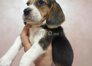 chiot beagle pur race disponible