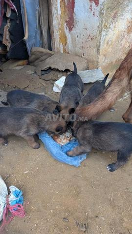 كلب مالينوا