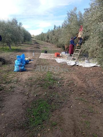 مزرعة موثقة على بعد أقل من ساعتين من الدار البيضاء