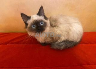 قطة بالينيز أنثى