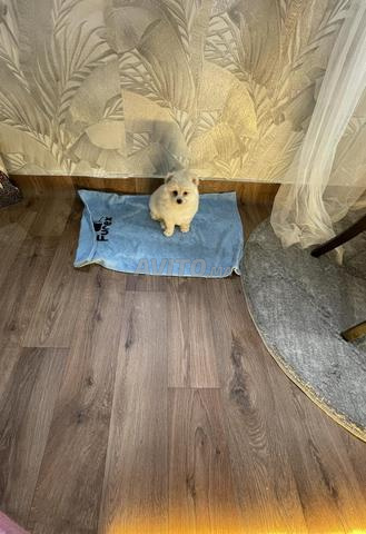 كلبة سبيتز قزم أنثى