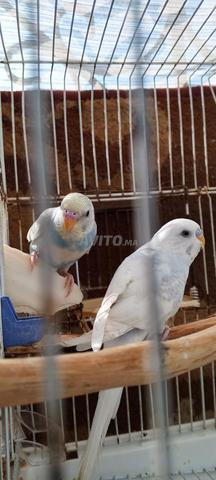 زوج بجعة للبيع مع القفص