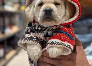 Top chiots labrador retriever