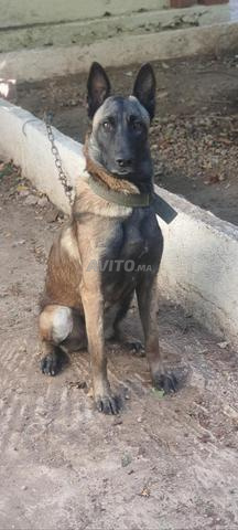 كلبة من نوع مالينوا للبيع