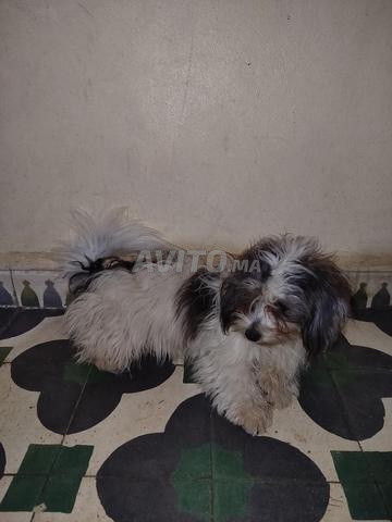 نوع كلب بيشون مالطي أصلي