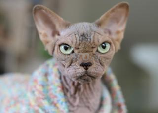 سفينكس ذو نسب وبامبينو