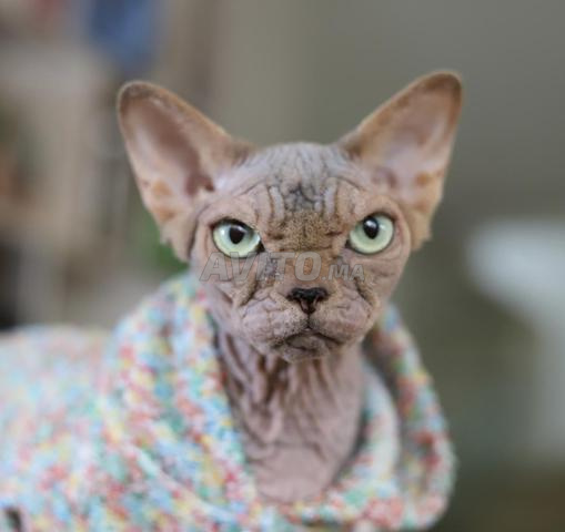 سفينكس ذو نسب وبامبينو