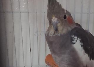 أنتى كالوبسيت