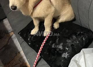 Bichon femelle de spitz