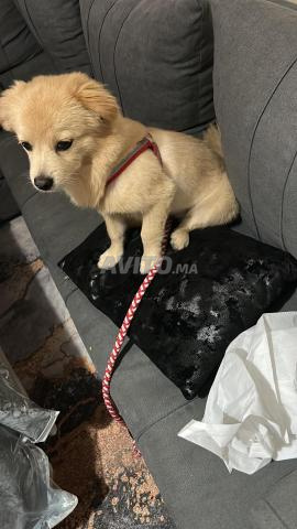 كلبة بيشون من فصيلة سبيتز