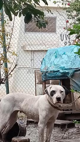 كلب دوغ أرجنتيني للبيع