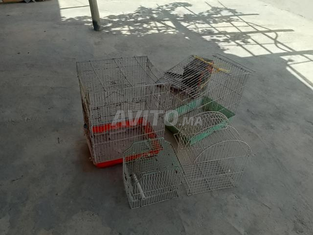 أقفاص للبيع وذكر كالوبسات