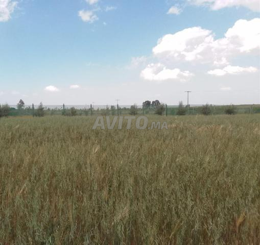 أرض فلاحية للبيع محفظة بثمن قابل للتفاوض