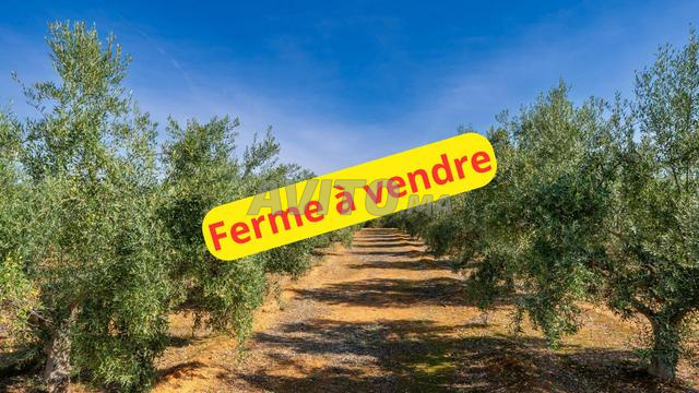Terrain de 3 hectares et demi, avec 100 oliviers.