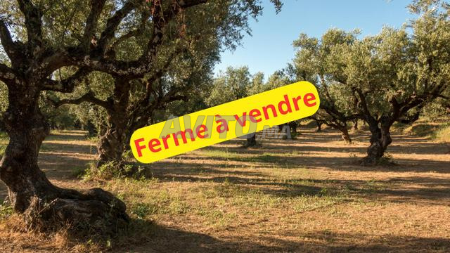 Terrain de 3 hectares et demi, avec 100 oliviers. - 2