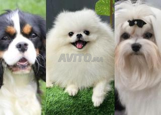 3 ذكور للتزاوج