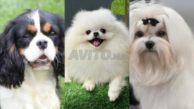 3 ذكور للتزاوج