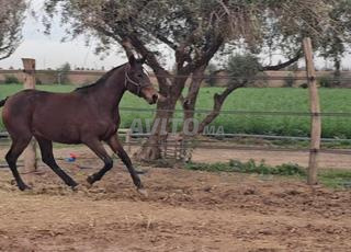 Pouliche Arabe Barbe