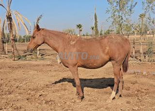Jument Pur Sang Arabe course Gestante