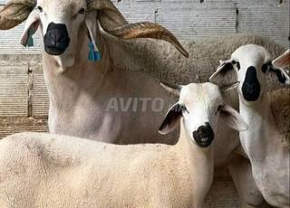 Quiconque a une sadaqa Aqiqah et cherche quelqu'un pour faire les courses pour lui, bienvenue