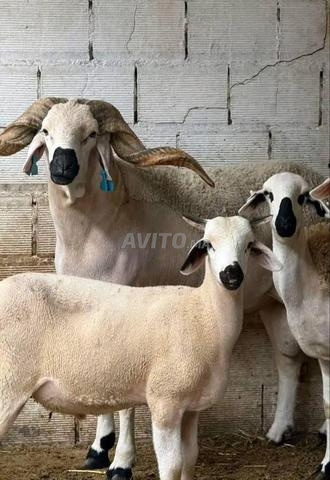 لي عندو صداقة عقيقة بغا لي يتقد ليه مرحبا