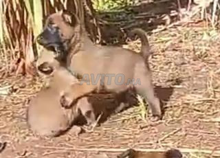 ج 50 جراء مالينو