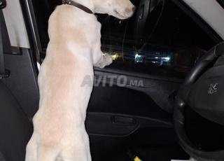 لابرادور ريتريفر ذو 4 أشهر، محبوب واجتماعي