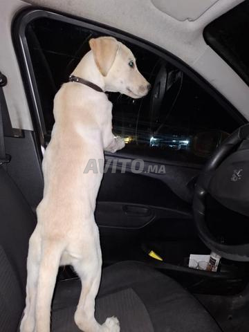 لابرادور ريتريفر ذو 4 أشهر، محبوب واجتماعي