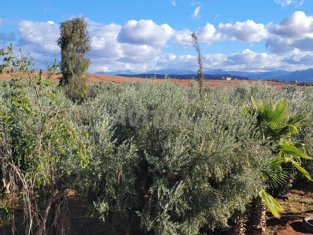 للبيع مزرعة موثقة 3,4 هكتار - طريق مراكش-أوزود