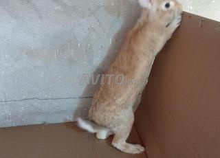 الجديدة مولاي عبد الله