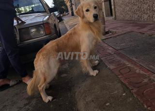 Chien golden