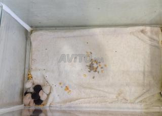 أكواريوم زجاجي للهامستر