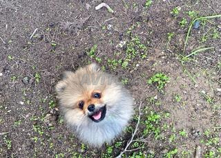 كلب بوميراني سبيتز